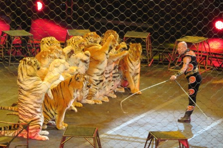 Tigers at the circus